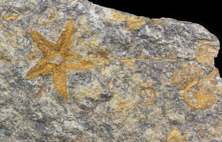 Starfish (Petraster?) & Edrioasteroids - Ordovician #41814